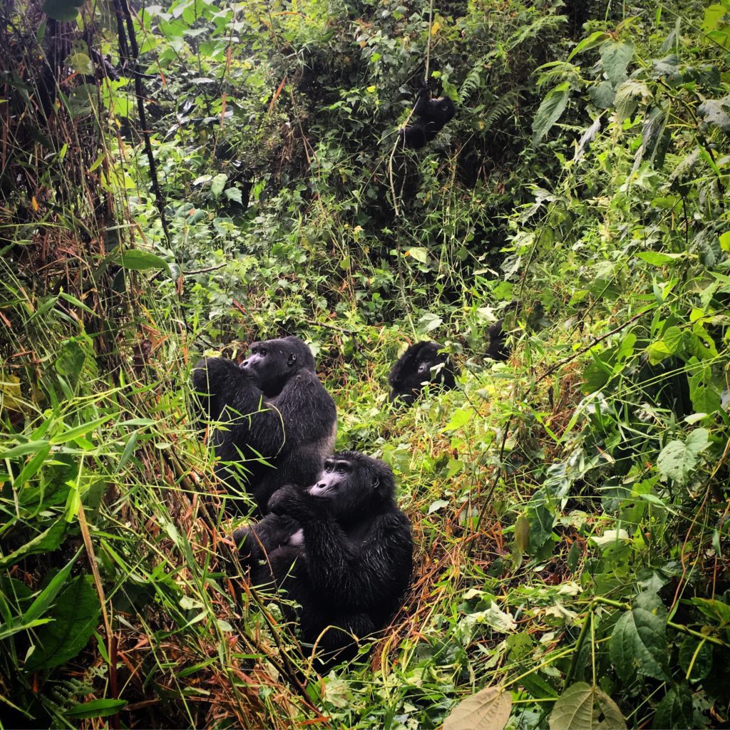 Gorillas in Uganda